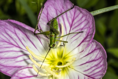 Katydid April 2025